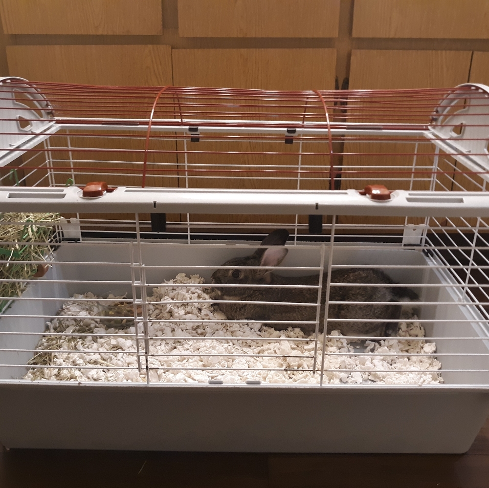 Male full-bred dutch bunny
